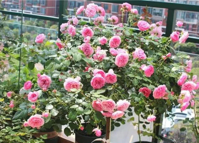 越剪越旺的“3种花”,开花多到爆盆,不见叶子只见花,美!