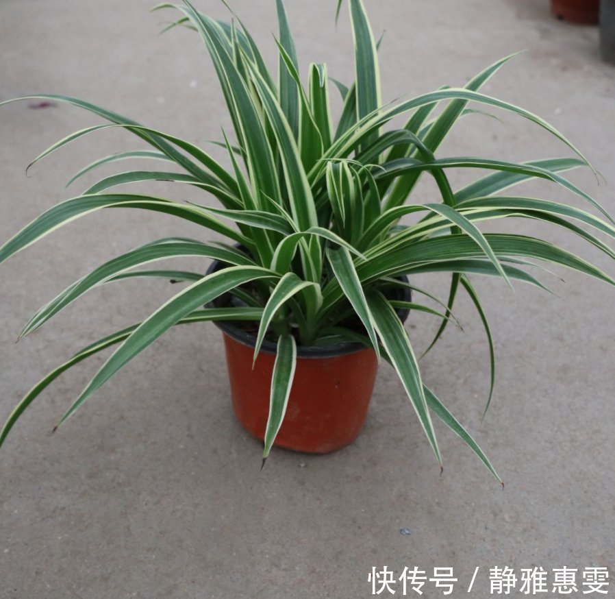 干枯|为什么吊兰总干尖?4个原因导致,对症下药好得快