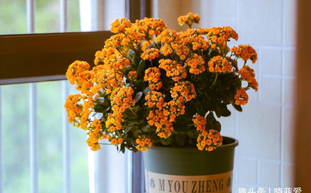 养不活花的人,建议养这“5种花”,好养好看又实用