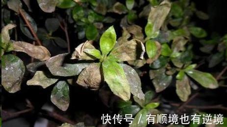 月季花杜鹃花栀子花总是养不活教你一招，连开3个月！