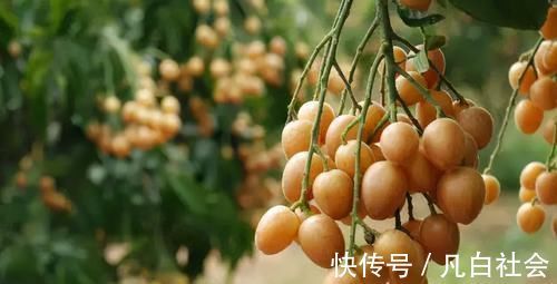 糖梨|不想老太快,3种食物值得天天吃,健脾养胃,美容养颜、清新口气