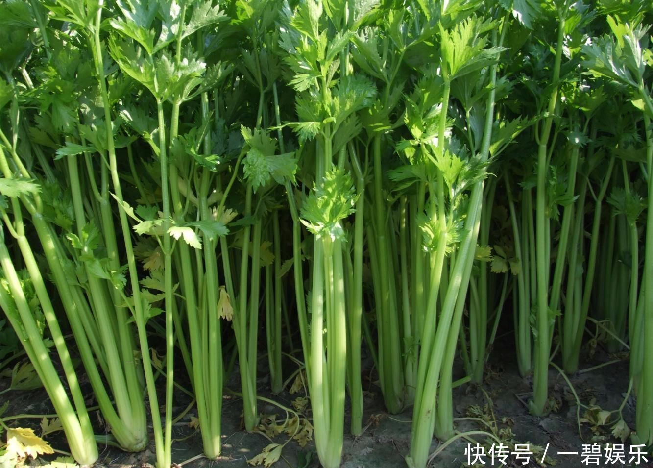 血压|别看它不起眼, 却是天然的“降压药”, 经常吃一吃, 远离高血压