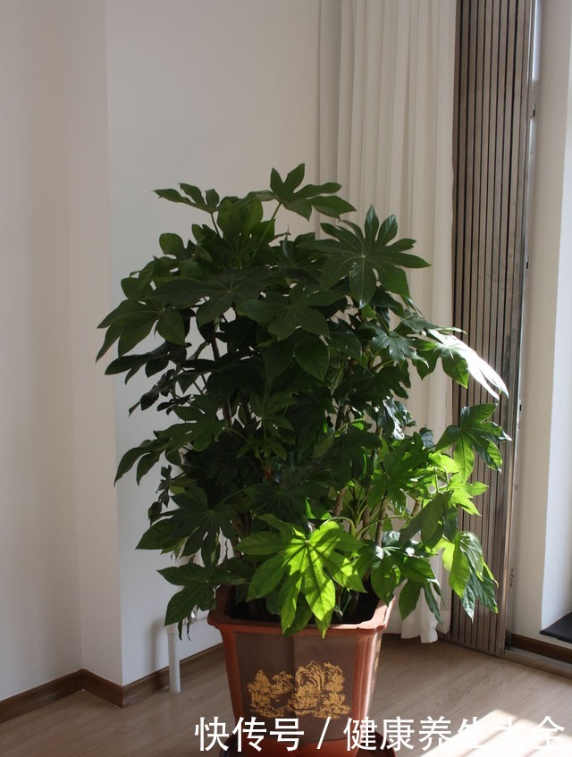 9种大型绿植,耐阴怕晒,放在室内养得好!9种大型绿植,耐阴怕晒,放在室内养得好!