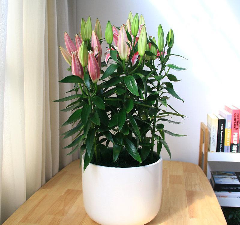 17大吉祥花,客厅有空间一定要养上一盆,好看又好养,养人又旺家