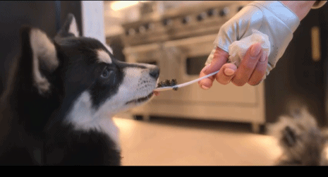 真人秀|希爾頓下廚真人秀,喂狗吃魚子醬,廚具鑲滿鉆石,網(wǎng)友們:毫不做作