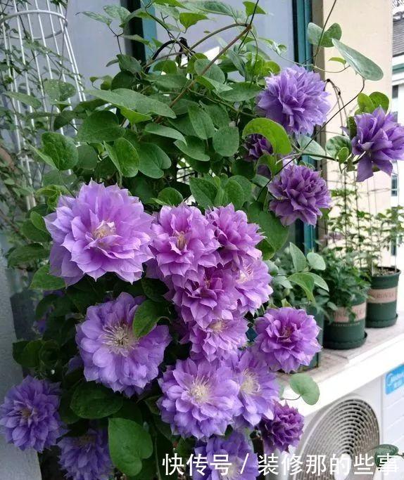 想要打造“高级”花园,春天种上“4种花”,颜值高,爱开花