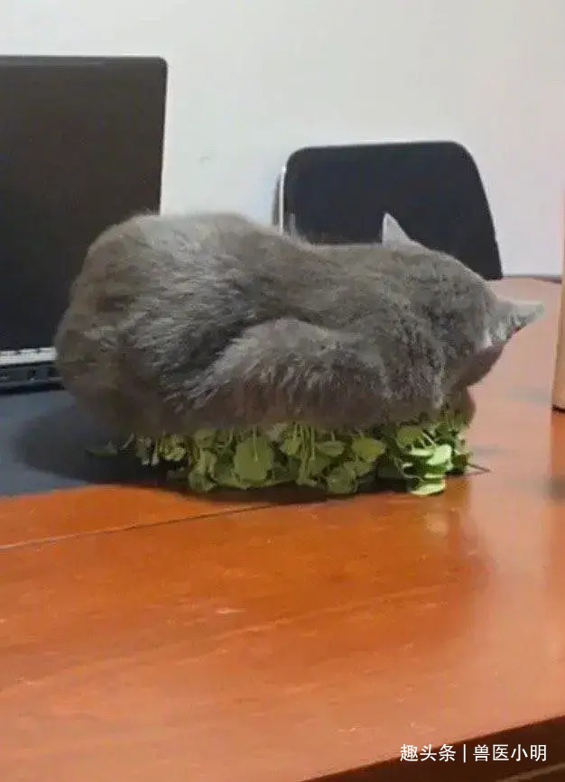 桌子上的花一晚上都蔫巴了,查看监控后不想说啥了真会挑地方呀