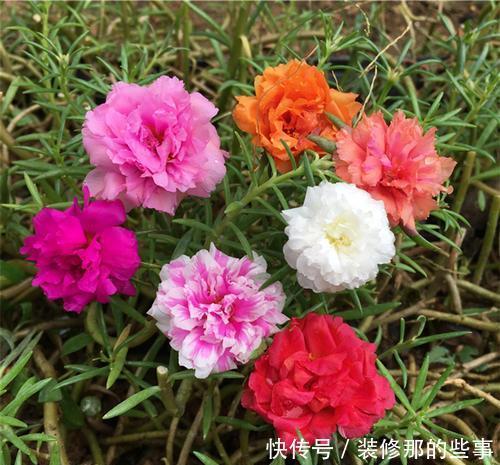 长势|夏天养太阳花,掌握2个要点,花量翻两番,开花一茬接一茬