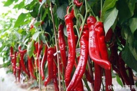 能治脚气能治冻疮,农村人把它当柴烧,殊不知价值珍贵