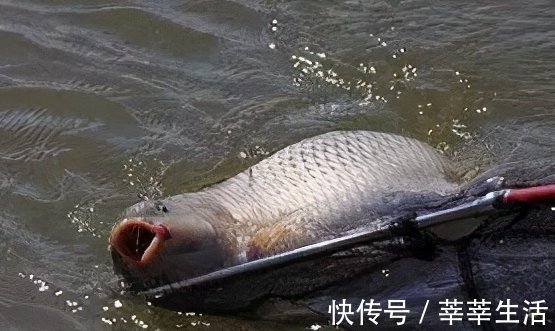 钓位|钓不到大鱼？是你没弄明白这几点钓大鱼的要素