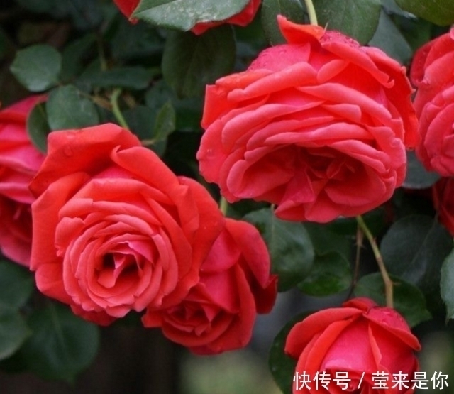 烂根|盆栽植物的最佳肥料,花盆里撒点它,植物根粗叶绿还不生病!