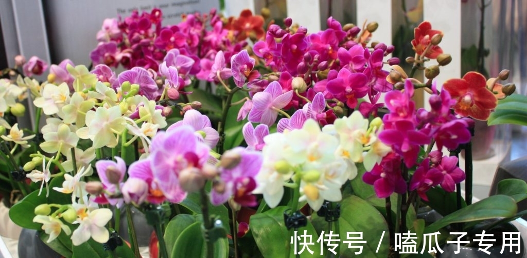 做对了这几件事,蝴蝶兰能养100年