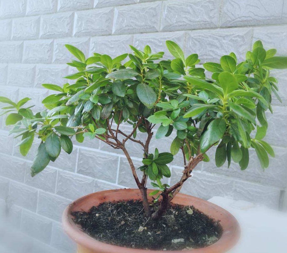 草莓度夏|3种花要休眠了，快别浇水了，再浇就死了！