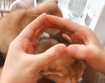 有趣|有趣动图：这么可爱的小猫咪，不相信你能顶得住！