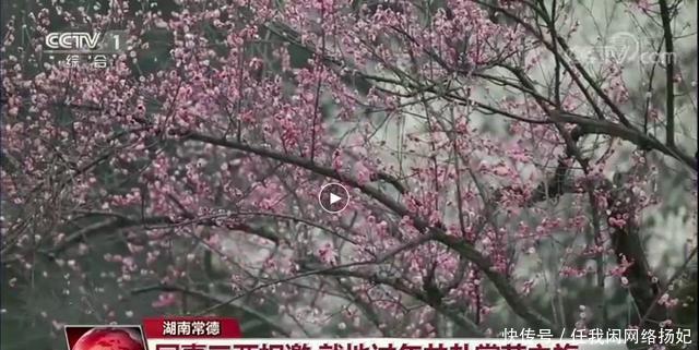 名气|世外桃源上演国潮文旅大餐,民俗体验度直线飙升!