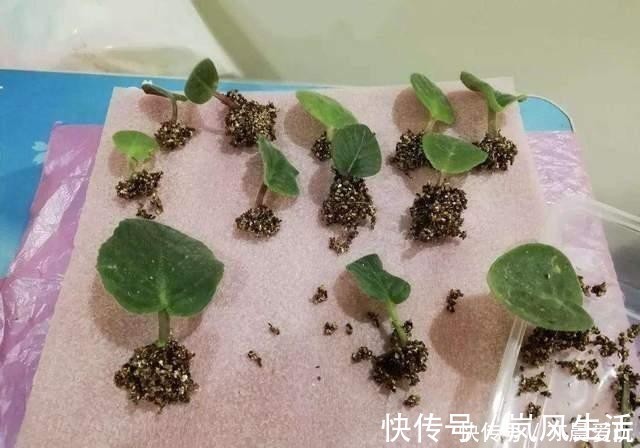 冬天能扦插养花，首选这6个品种，成活率高，很快开出大花朵