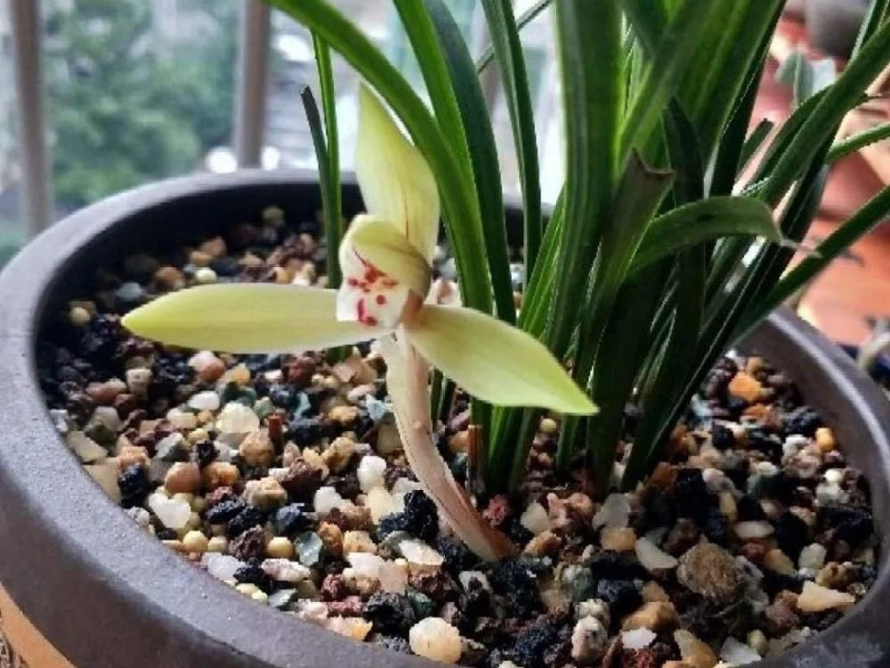 休眠|9种花,必须低温春化,冻满1个月以上才行!