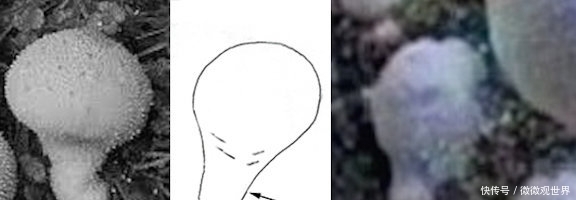 生命 科学家官宣!疑似发现火星蘑菇,我们离外星生命近了吗?