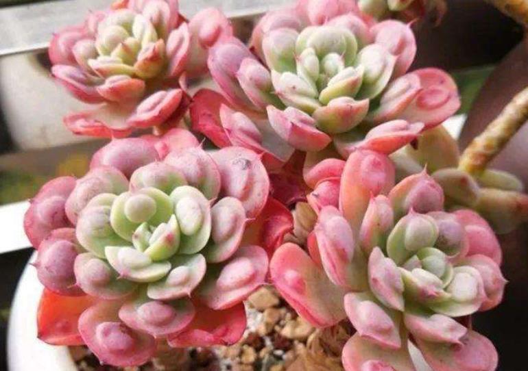 此款多肉第一眼不喜欢,越养越好看,花友直呼真香,养过的人不多