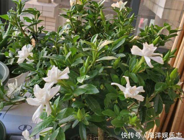 花卉|养花别光注意水、肥、光了，多小心2点，选对花盆事半功倍