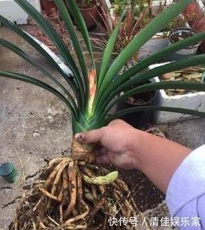植株|养君子兰,犯了2个错,不再整齐划一,歪七扭八太不像话