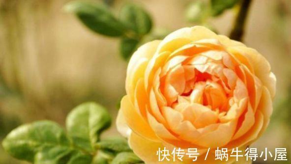 颜值担当|农历7月16号起,最适合养这些花,花色五彩缤纷,高贵典雅