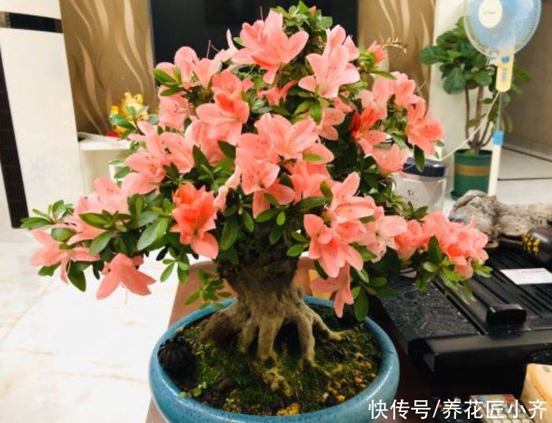 种花|马上进入7月，4种花不能再剪枝，否则今年难开花