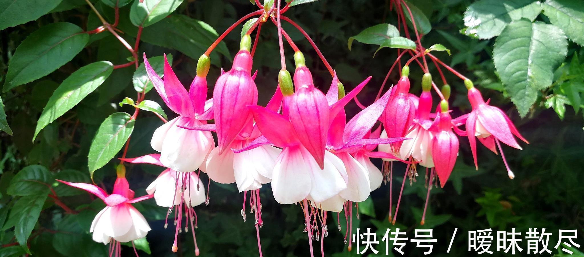 花友|容易被“误杀”的7种花,汲取教训,才能养好