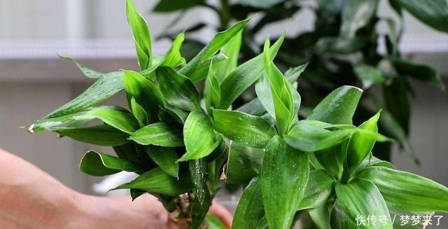 富贵竹黄叶不用急,一天搞定黄叶没问题