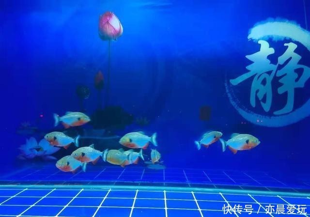 最低|治疗很多观赏鱼病,下药是最低端的治疗手法,不要以为多么高明