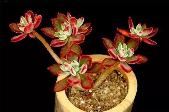 蓝鸟|多肉法师不但长得快,颜色艳品种多,越看越喜欢!