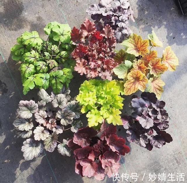 家里花草容易“干尖”4个原因要知道,用3个方法能预防