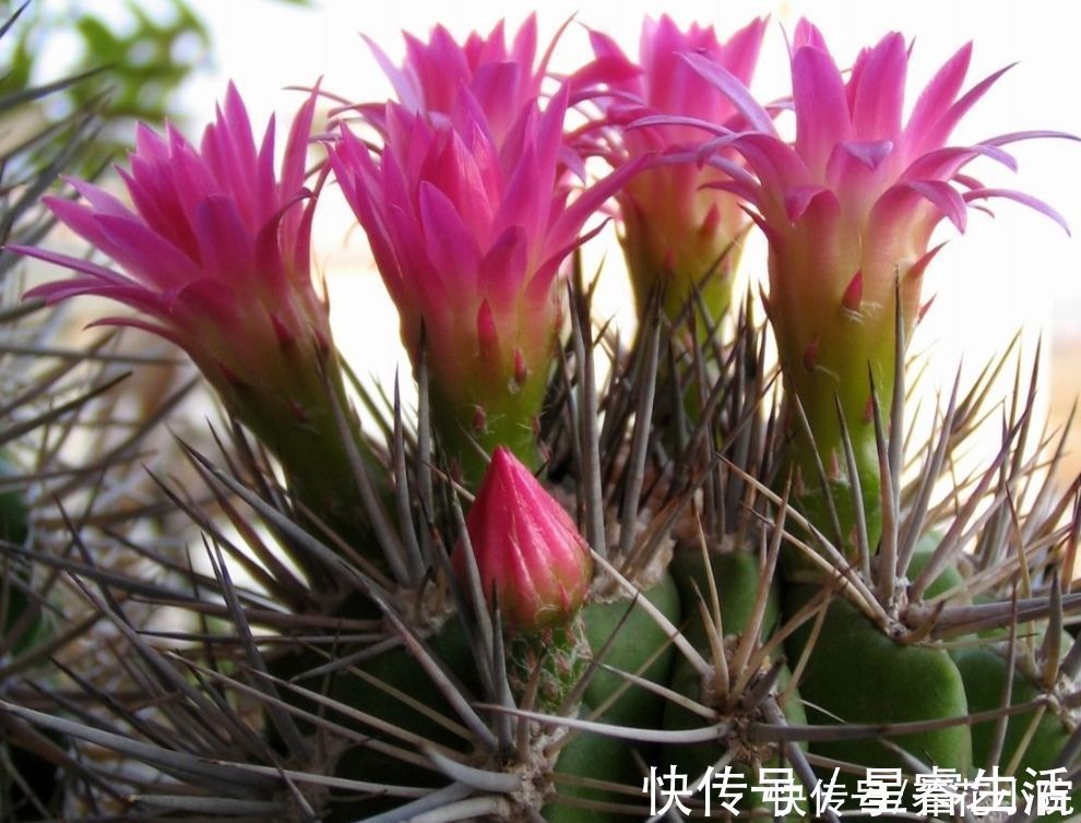 植物|家庭养花有讲究，这三大类花卉，建议别在室内养
