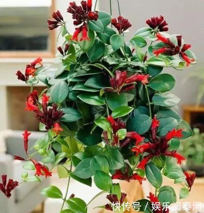 红掌|家里喜欢养花,此款花卉一年四季开花,越热越疯长,花朵绚丽繁盛