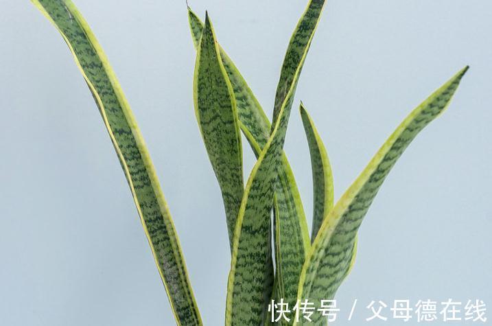 烂根|虎皮兰叶子不断低垂,慢慢发黄又烂根,这样做能解决