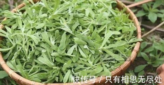 清肝明目|这3种野菜清肝明目效果好，营养价值高，天然解毒，让身体减负担