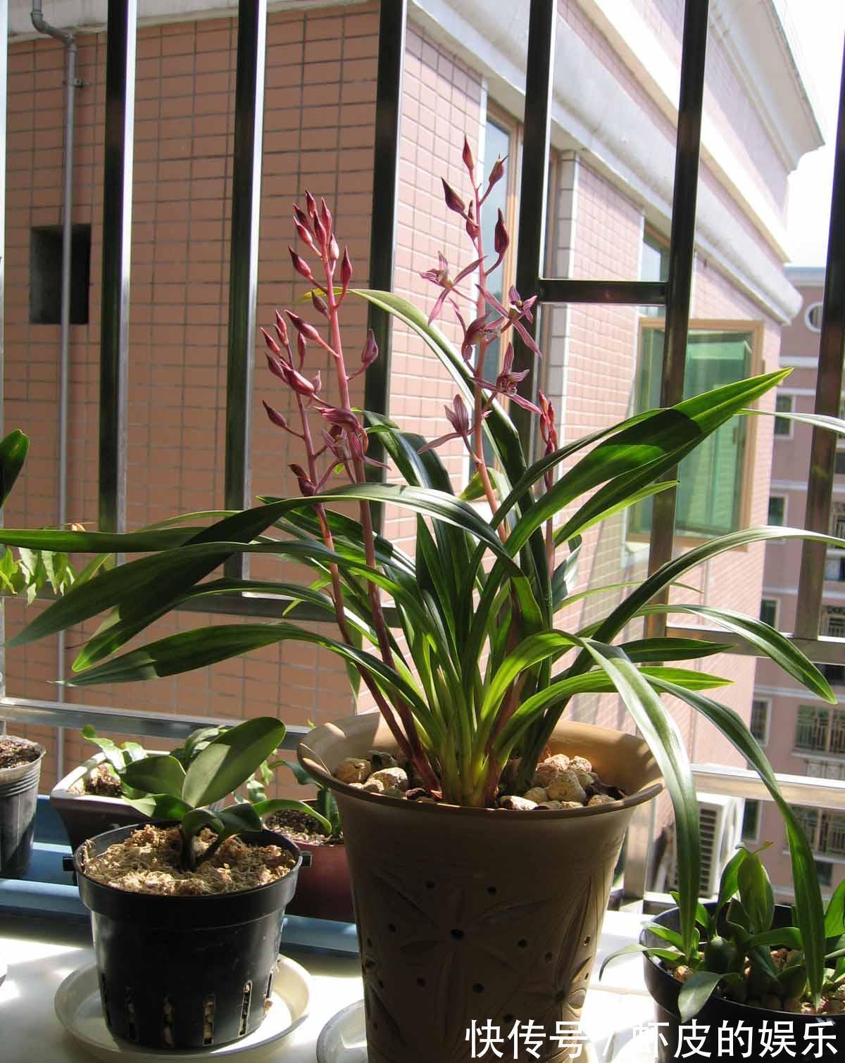 冬天养墨兰5个“小方法”,花箭窜到一米高,春节开成“报岁兰”