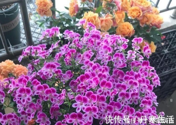 天竺葵|适合庭院养护的几款花卉，开花艳丽惹人爱，花园变花海