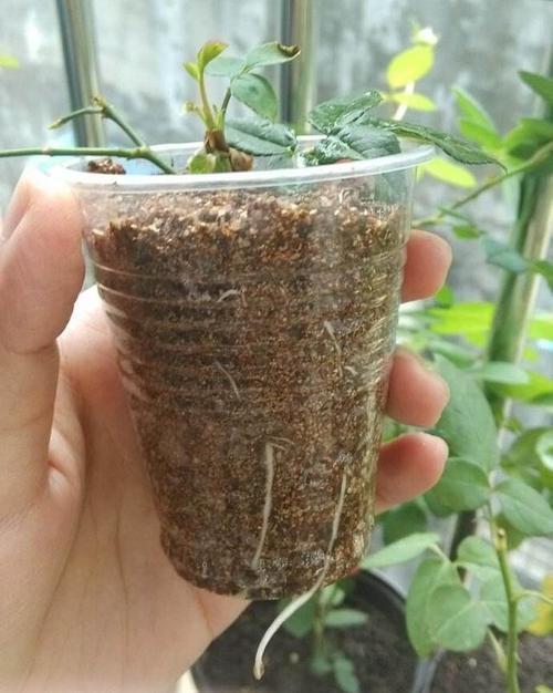 2种“扦插法”,养花人都学学,谁插都活,新手也能“插满根”