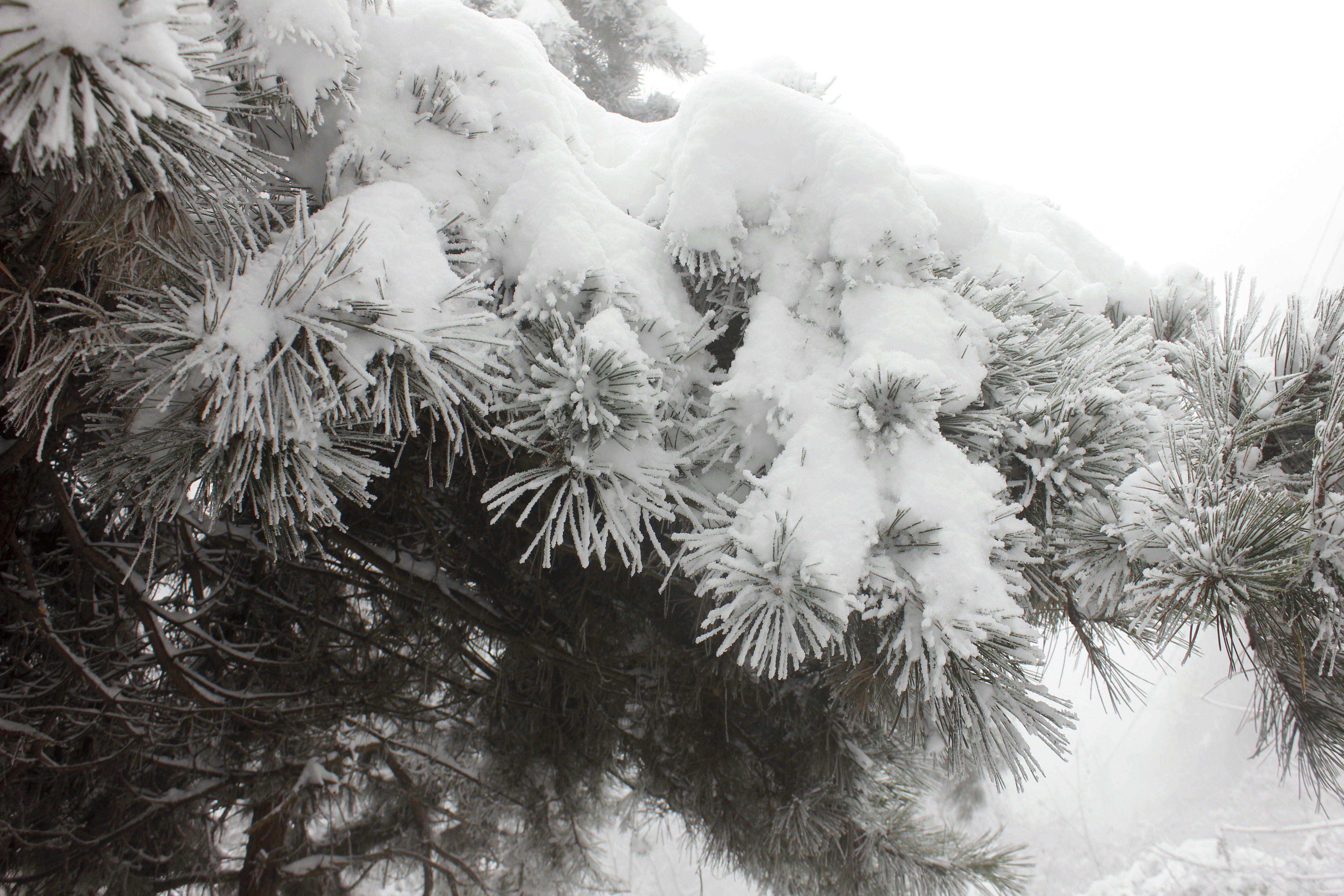 征集|【年末福利征集】雪后南五台幸遇云海