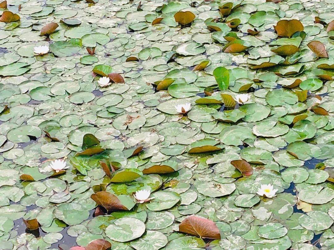 白银黄河湿地公园|正是赏莲好时机！白银黄河湿地公园睡莲盛开美如画，别错过哦！