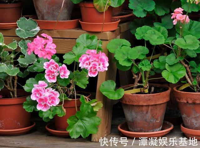 6种花淋雨就会“烂”，下雨最好放屋里，别忽视