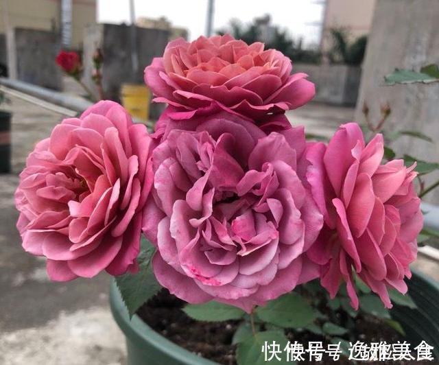 盘点10种古典美复古色系月季,你必须拥有其中一种!