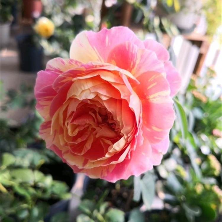 养月季，这件事做不到位，月季就难以长旺，花少、花小