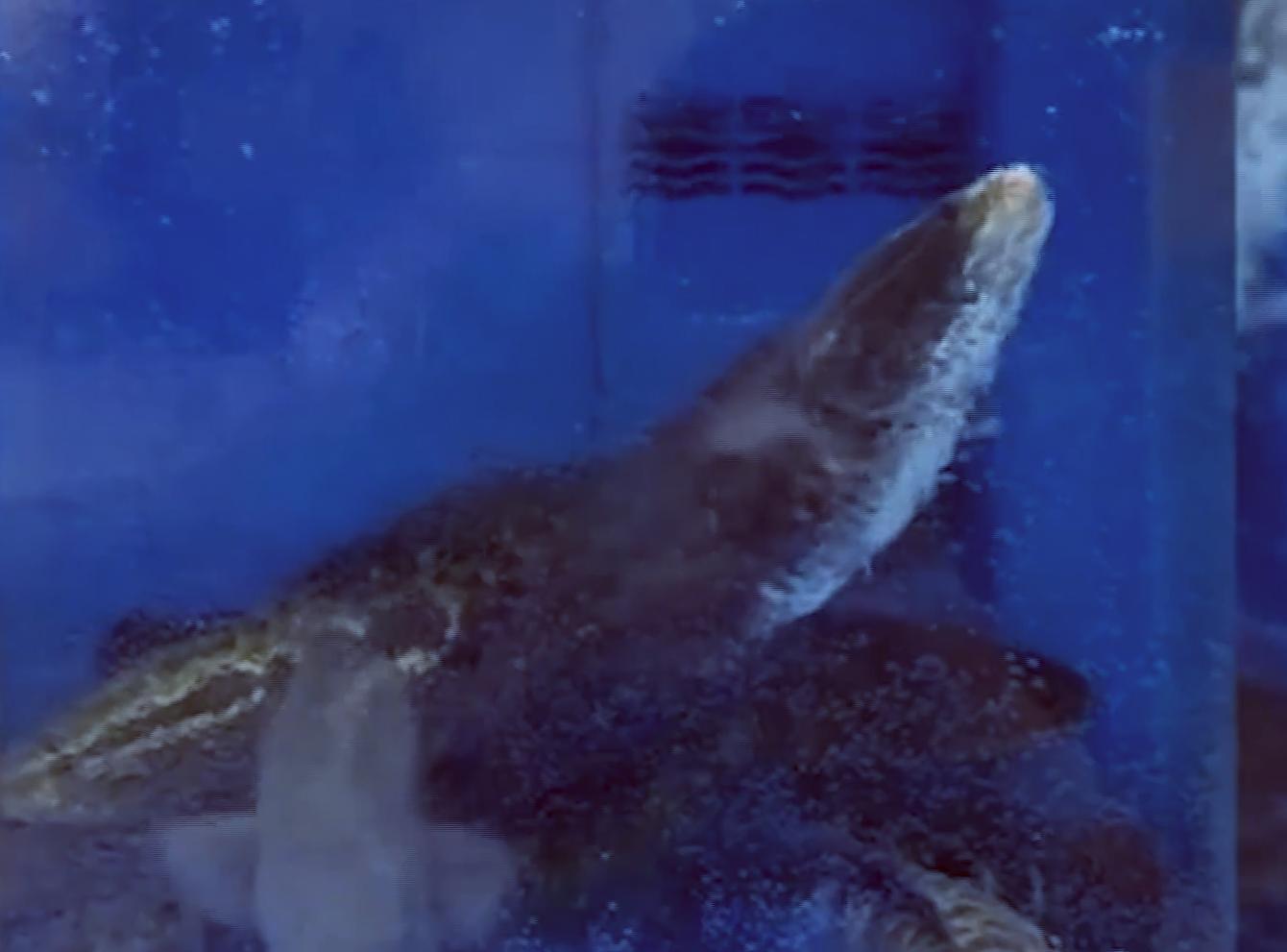 超市|上海一大爷钓鱼上瘾，直接跑到超市生鲜区下竿，女儿：大家都同意