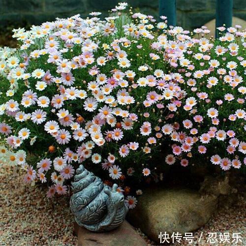 微型月季刚买回家,不会浇水,小心花苞掉光光,没花看!