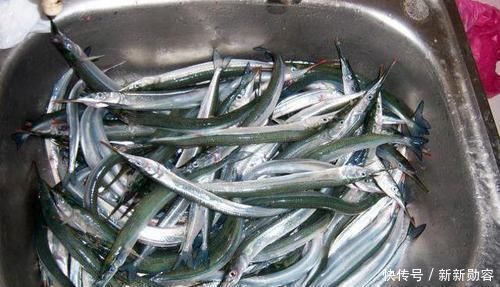 此鱼嘴巴尖细,很难钓到,聪明的渔民有办法放“针良船”