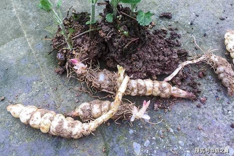 地里1种“蚕宝宝”,是润肺益肾“特效药”,可惜想吃不好找