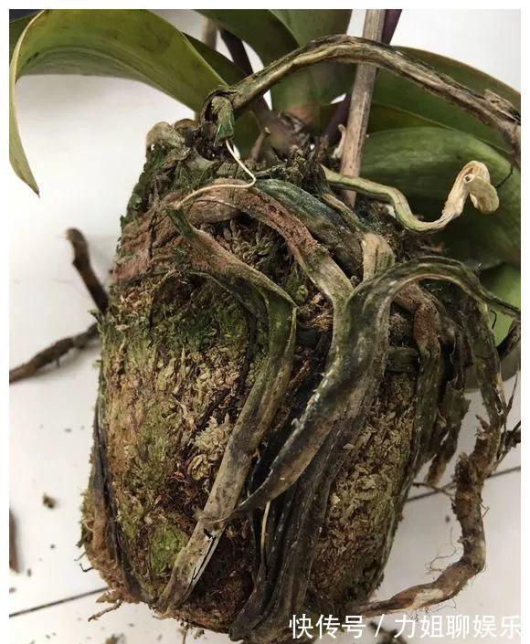 7种“富贵花”,容易被浇死,别太狠,一杯水就够养一冬天