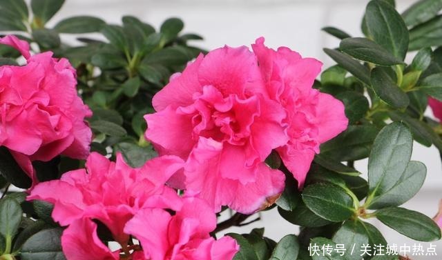 这花真是太难养了,买一盆死一盆,新手还是要谨慎!